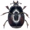 Margarinotus purpurascens
